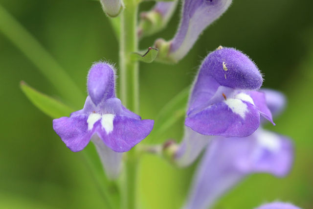 Scutellaria integrifolia