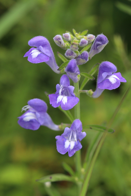 Scutellaria integrifolia