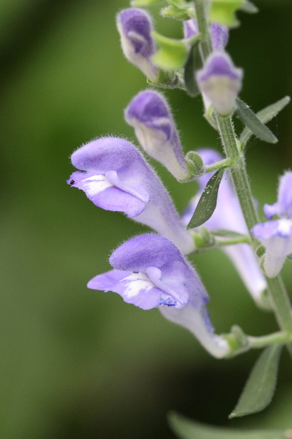 Scutellaria integrifolia