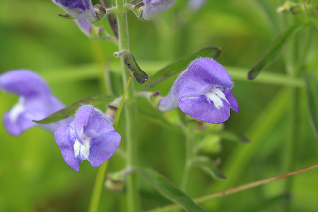 Scutellaria integrifolia