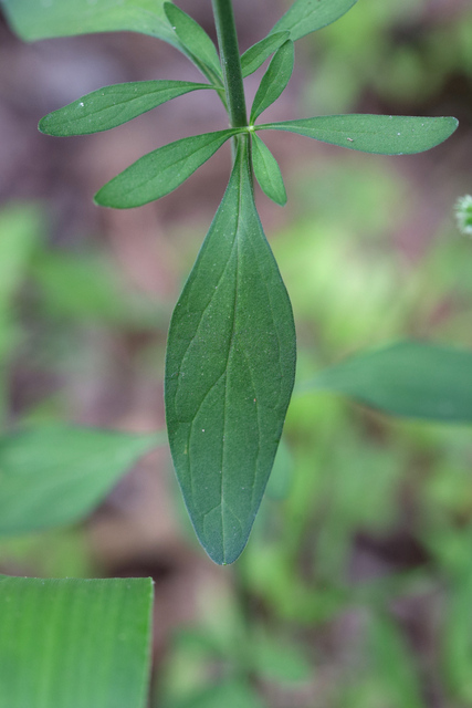 Scutellaria integrifolia - leaves