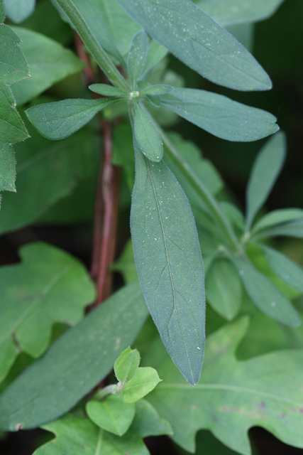 Scutellaria integrifolia - leaves