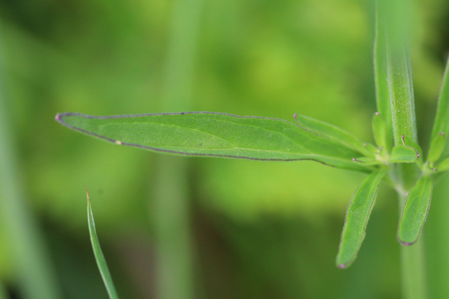 Scutellaria integrifolia - leaves