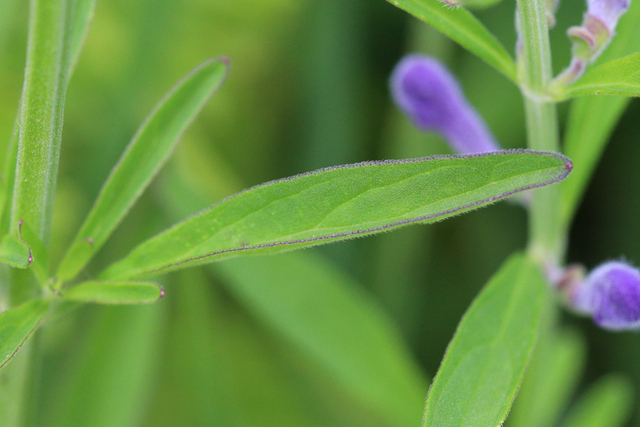 Scutellaria integrifolia - leaves