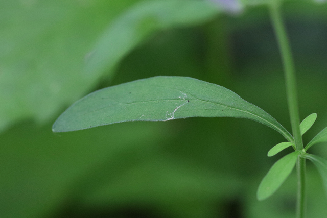 Scutellaria integrifolia - leaves