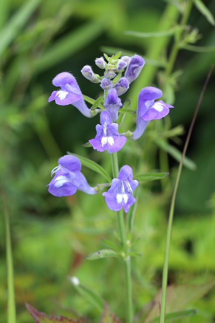 Scutellaria integrifolia - plant