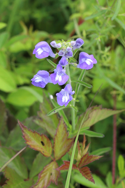 Scutellaria integrifolia - plant