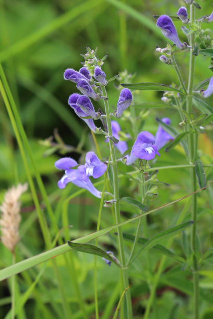 Scutellaria integrifolia - plant