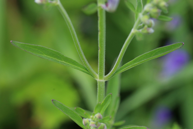 Scutellaria integrifolia - stem