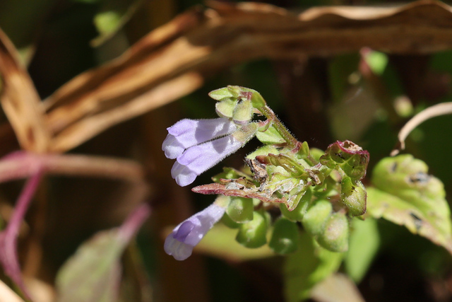 Scutellaria lateriflora