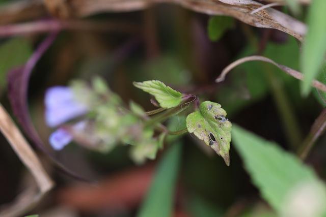 Scutellaria lateriflora - leaves