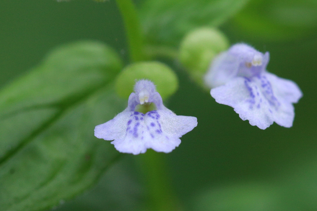 Scutellaria nervosa