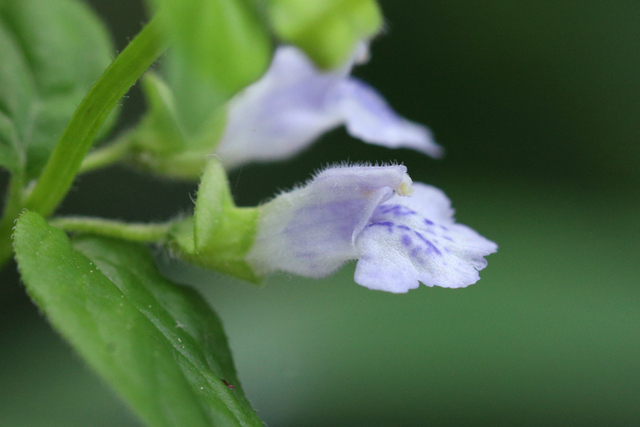 Scutellaria nervosa