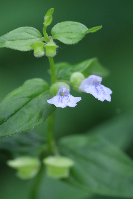 Scutellaria nervosa