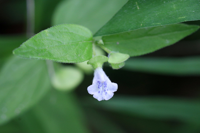 Scutellaria nervosa