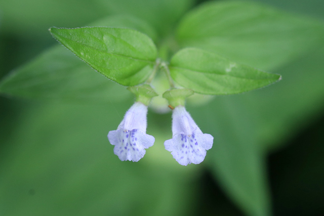 Scutellaria nervosa