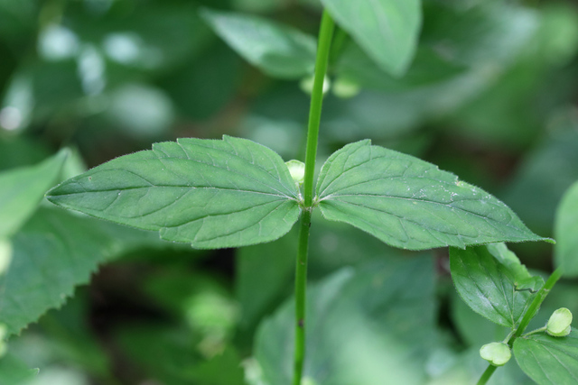 Scutellaria nervosa - leaves