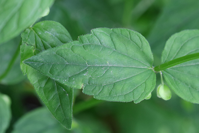 Scutellaria nervosa - leaves