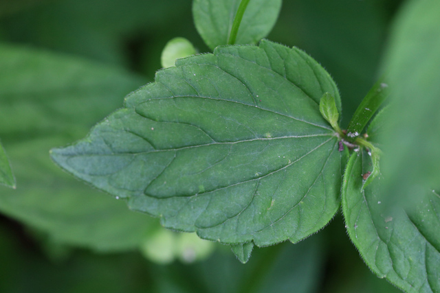 Scutellaria nervosa - leaves