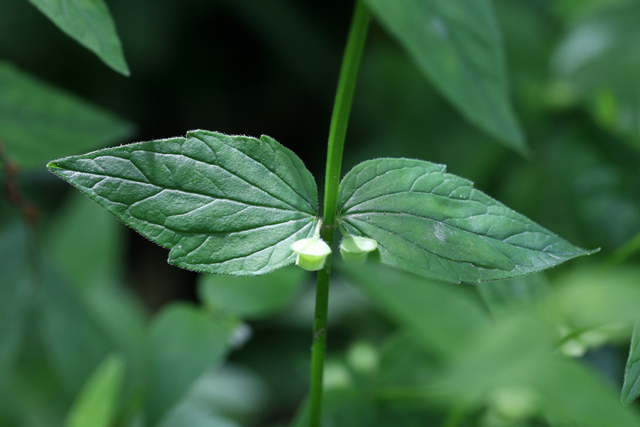 Scutellaria nervosa - leaves