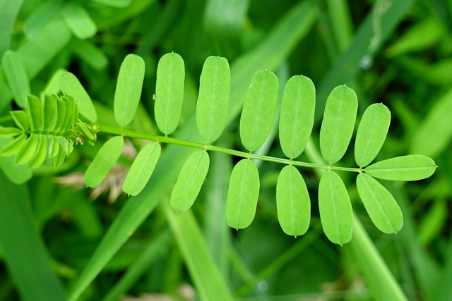 Securigera varia - leaves