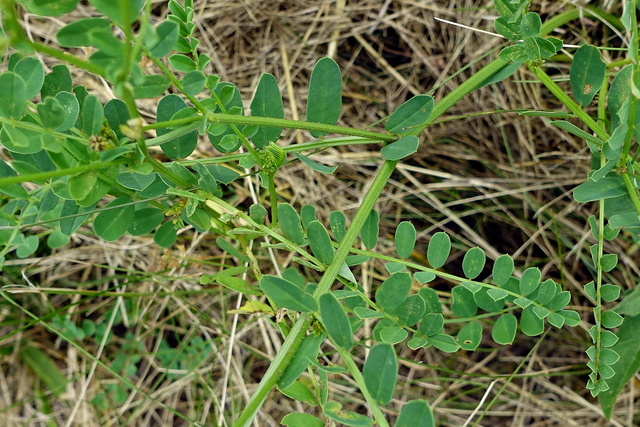 Securigera varia - leaves