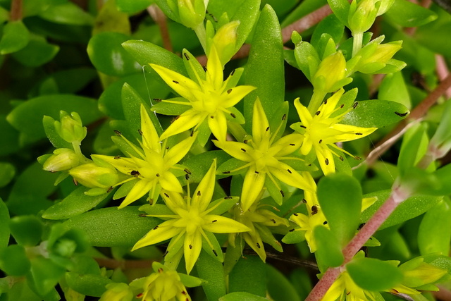 Sedum sarmentosum