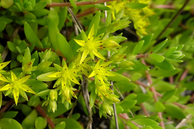 Sedum sarmentosum