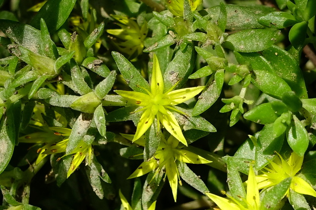 Sedum sarmentosum