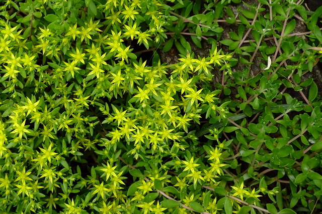 Sedum sarmentosum