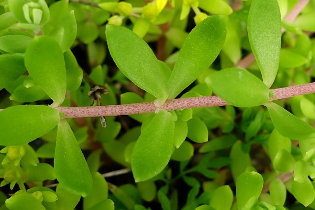 Sedum sarmentosum - stem