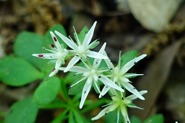 Sedum ternatum