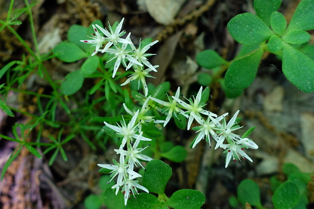 Sedum ternatum