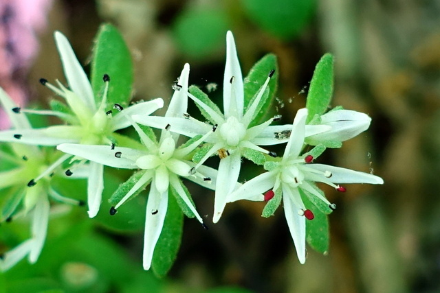 Sedum ternatum