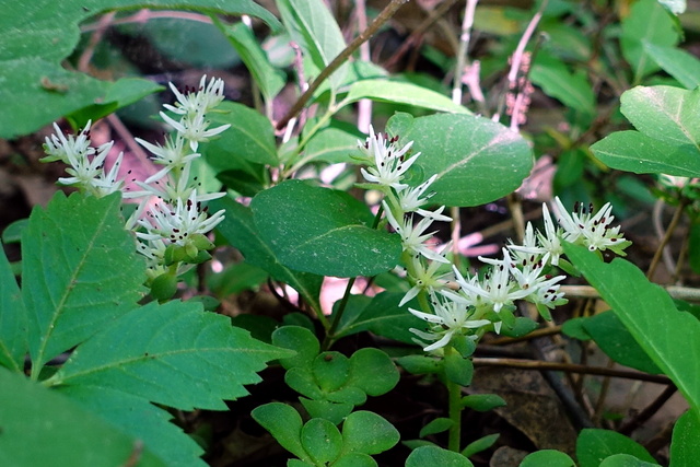 Sedum ternatum