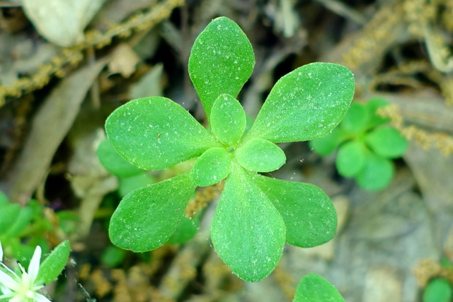 Sedum ternatum - leaves