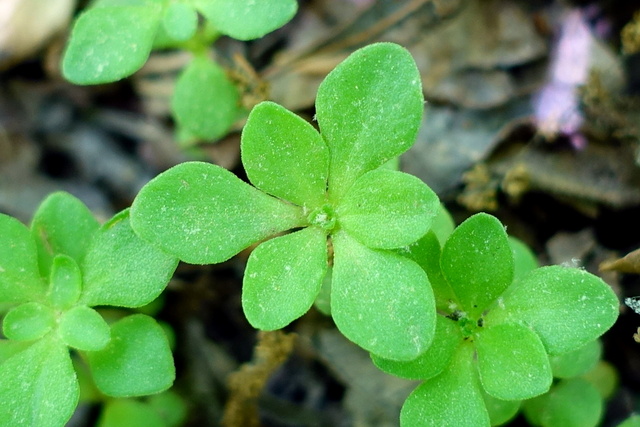 Sedum ternatum - leaves