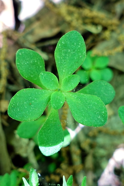 Sedum ternatum - leaves