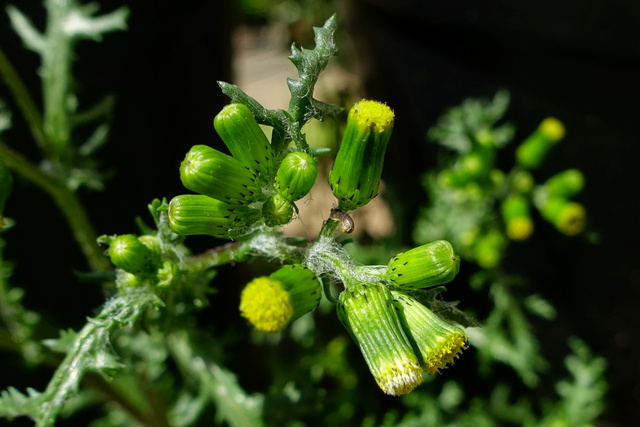 Senecio vulgaris