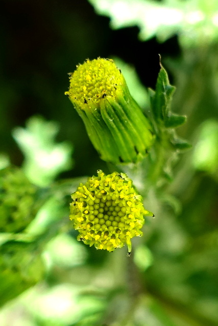 Senecio vulgaris