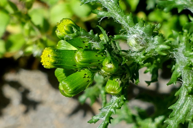 Senecio vulgaris