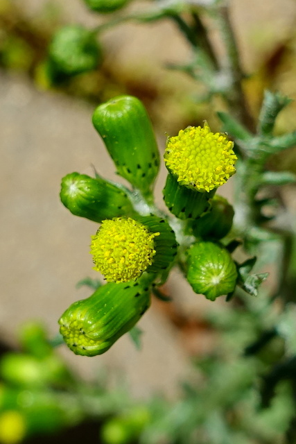 Senecio vulgaris