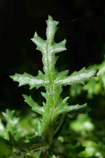 Senecio vulgaris - leaves