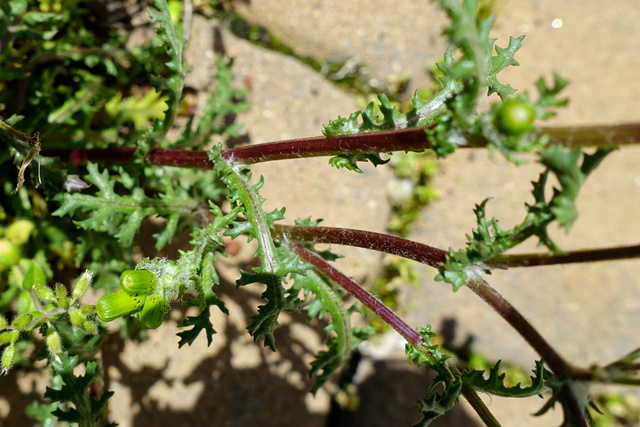 Senecio vulgaris - stem