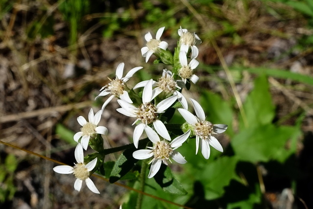 Sericocarpus asteroides