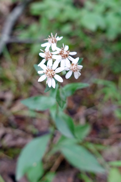 Sericocarpus asteroides