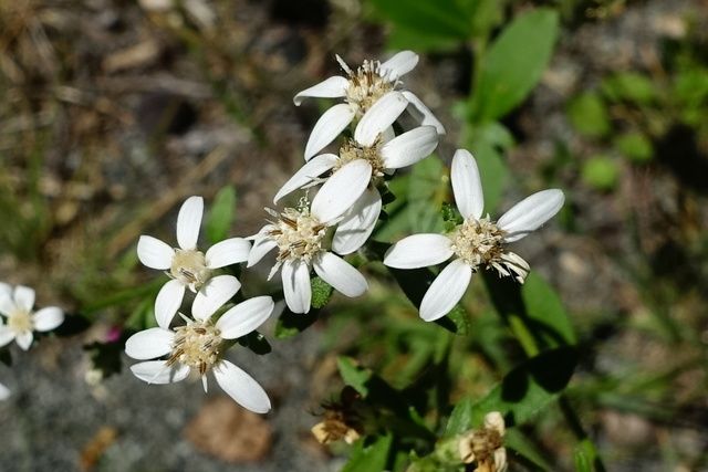 Sericocarpus asteroides