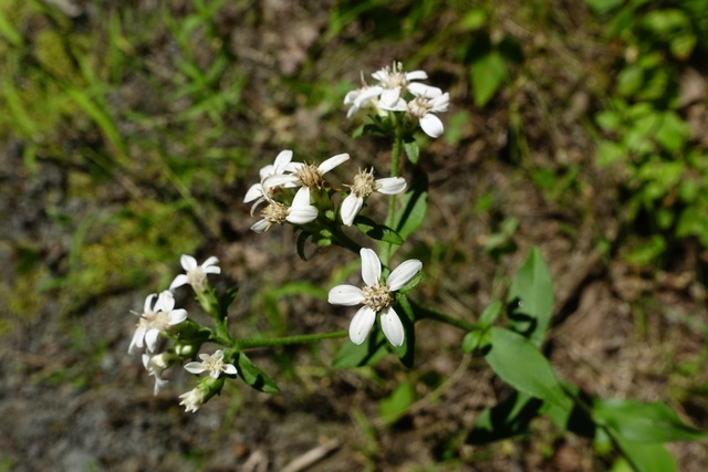 Sericocarpus asteroides