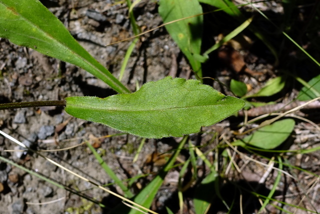 Sericocarpus asteroides - leaves