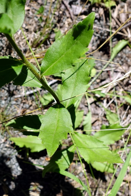 Sericocarpus asteroides - leaves